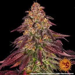 Mimosa X Orange Punch Auto™
