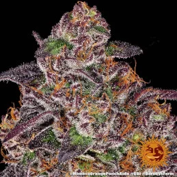 Mimosa X Orange Punch Auto™