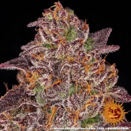 Mimosa X Orange Punch Auto™