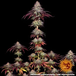 Mimosa X Orange Punch Auto™