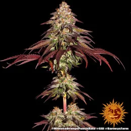 Mimosa X Orange Punch Auto™