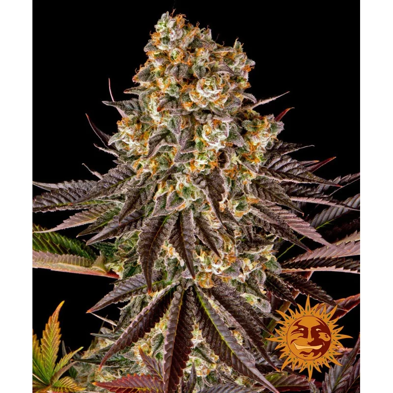 Gelato 45™ Barney´s Farm SEEDS-BANK.CZ