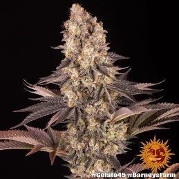 Gelato 45™ Barney´s Farm SEEDS-BANK.CZ