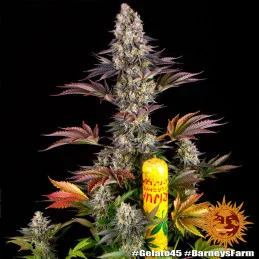 Gelato 45™ Barney´s Farm SEEDS-BANK.CZ