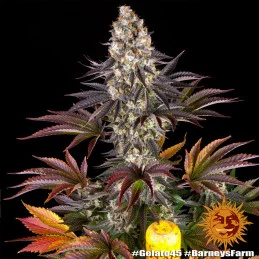 Gelato 45™ Barney´s Farm SEEDS-BANK.CZ