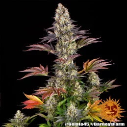 Gelato 45™ Barney´s Farm SEEDS-BANK.CZ