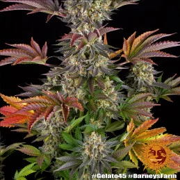 Gelato 45™ Barney´s Farm SEEDS-BANK.CZ
