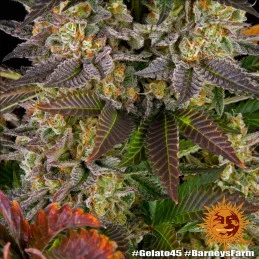 Gelato 45™ Barney´s Farm SEEDS-BANK.CZ