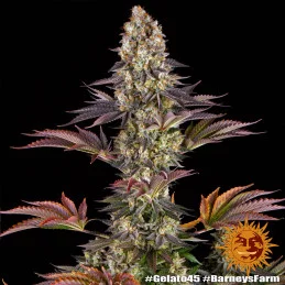 Gelato 45™ Barney´s Farm SEEDS-BANK.CZ