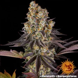 Gelato 45™ Barney´s Farm SEEDS-BANK.CZ