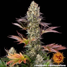 Gelato 45™ Barney´s Farm SEEDS-BANK.CZ