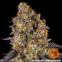 Gelato 45™ Barney´s Farm SEEDS-BANK.CZ
