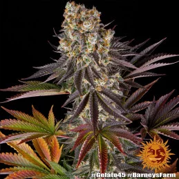 Gelato 45™ Barney´s Farm SEEDS-BANK.CZ