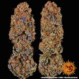 Runtz X Layer Cake™ Barney´s Farm SEEDS-BANK.CZ