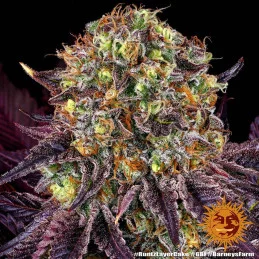 Runtz X Layer Cake™ Barney´s Farm SEEDS-BANK.CZ