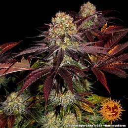 Runtz X Layer Cake™ Barney´s Farm SEEDS-BANK.CZ