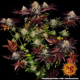 Runtz X Layer Cake™ Barney´s Farm SEEDS-BANK.CZ