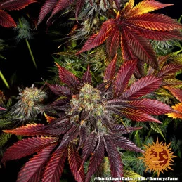 Runtz X Layer Cake™ Barney´s Farm SEEDS-BANK.CZ
