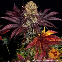 Runtz X Layer Cake™ Barney´s Farm SEEDS-BANK.CZ