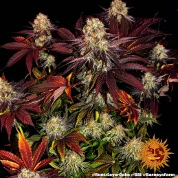 Runtz X Layer Cake™ Barney´s Farm SEEDS-BANK.CZ