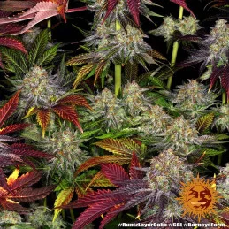 Runtz X Layer Cake™ Barney´s Farm SEEDS-BANK.CZ
