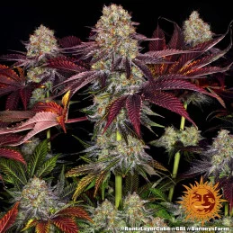Runtz X Layer Cake™ Barney´s Farm SEEDS-BANK.CZ