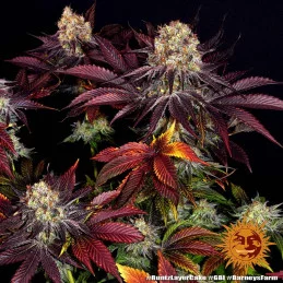 Runtz X Layer Cake™ Barney´s Farm SEEDS-BANK.CZ