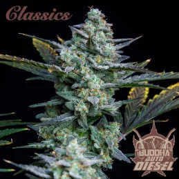 Auto Diesel - Buddha Seeds - květ
