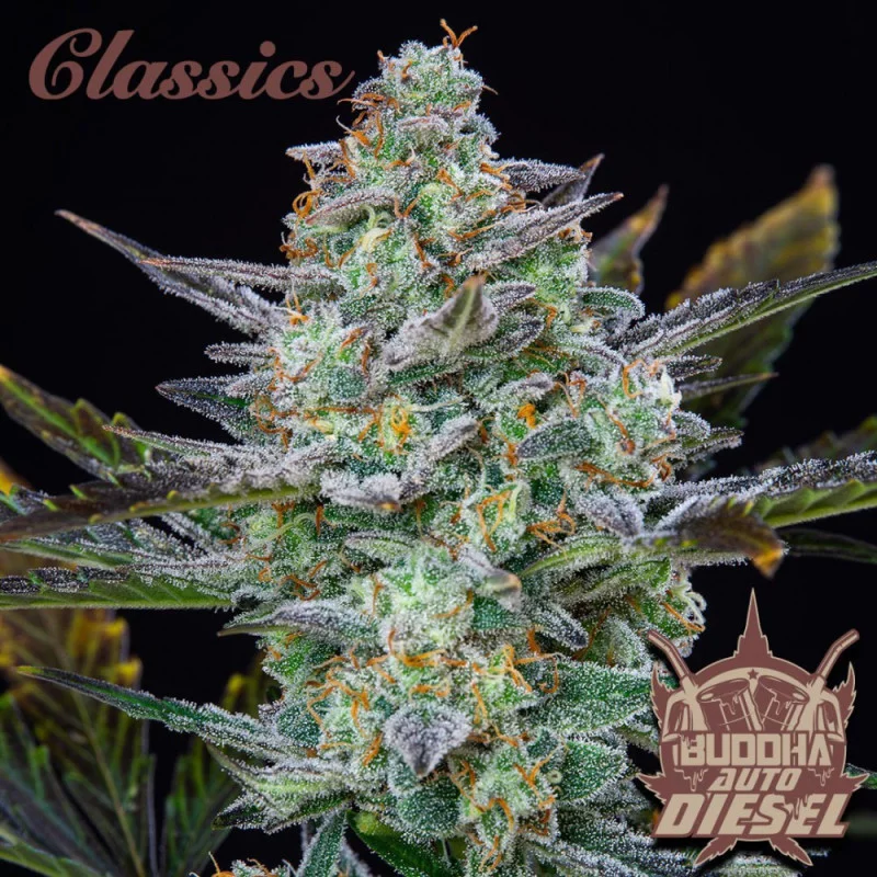 Auto Diesel - Buddha Seeds - palice