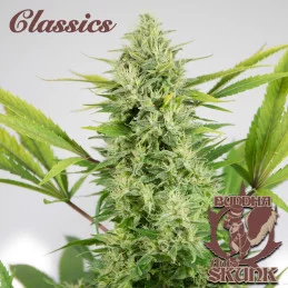 Buddha Auto Skunk - Buddha Seeds - květ