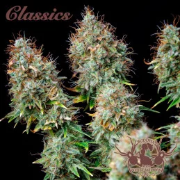 Auto White Widow Buddha Seeds