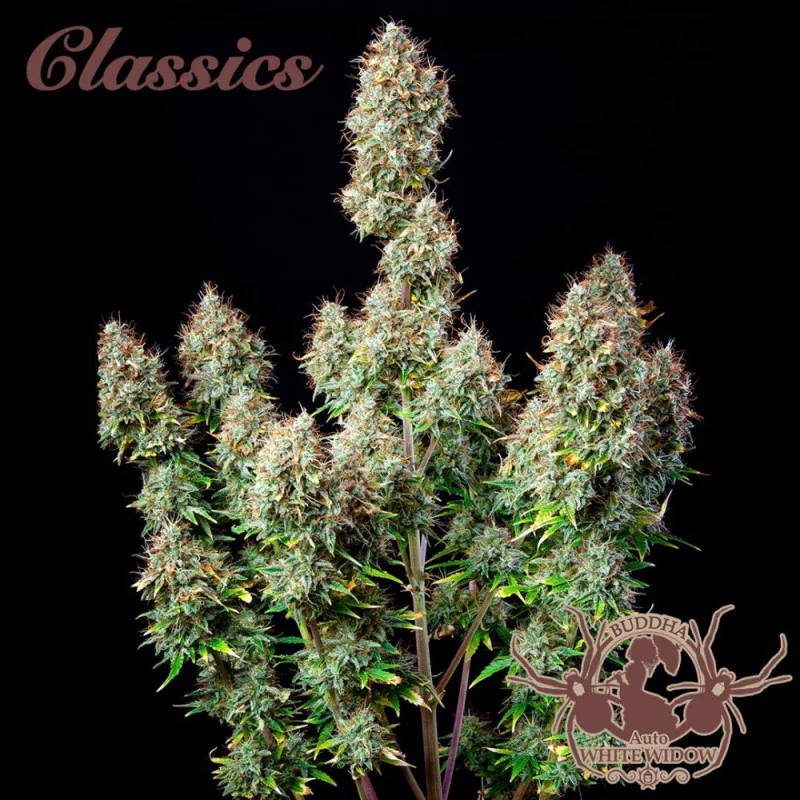 Auto White Widow Buddha Seeds - rostlina