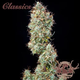 Auto White Widow Buddha Seeds