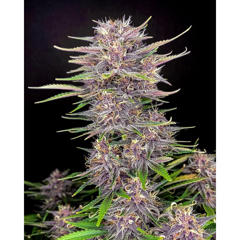 Banana Purple Punch Auto  - Fast Buds