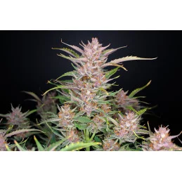 Gorilla Punch Auto  - Fast Buds