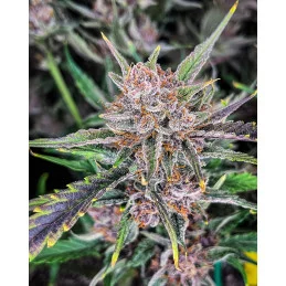 Gorilla Punch Auto  - Fast Buds