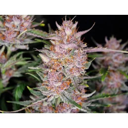 Gorilla Punch Auto  - Fast Buds