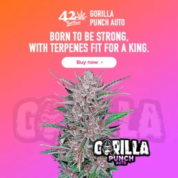 Gorilla Punch Auto  - Fast Buds