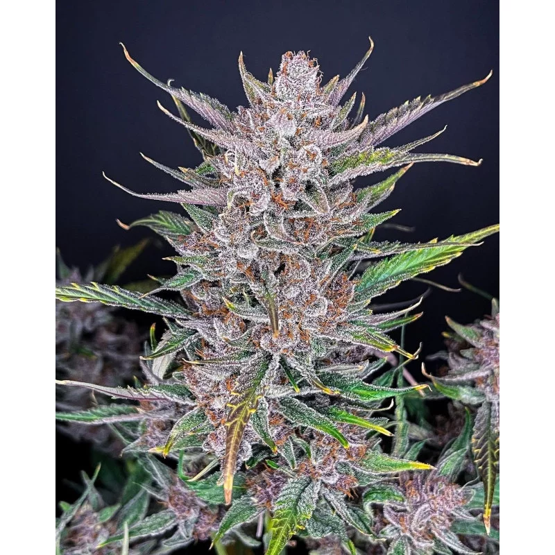 Gorilla Punch Auto  - Fast Buds