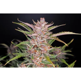 Gorilla Punch Auto  - Fast Buds