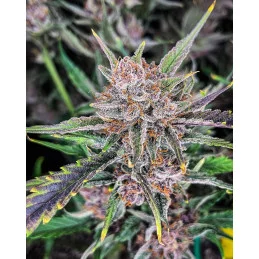 Gorilla Punch Auto  - Fast Buds