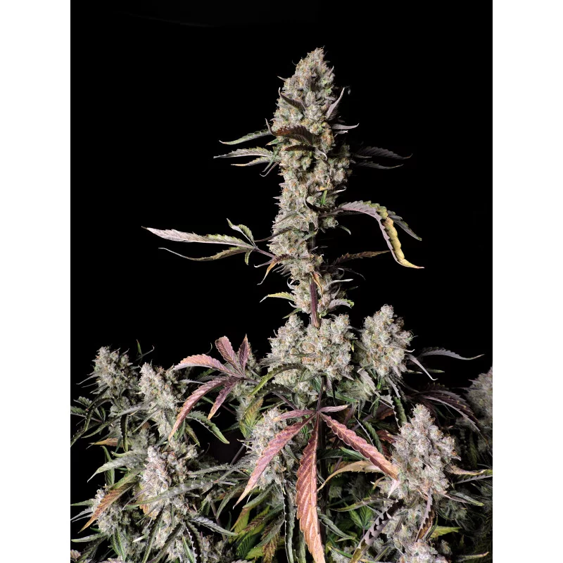 Gorilla Zkittlez Auto