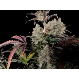 Gorilla Zkittlez Auto