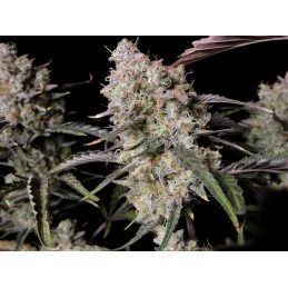 Gorilla Zkittlez Auto