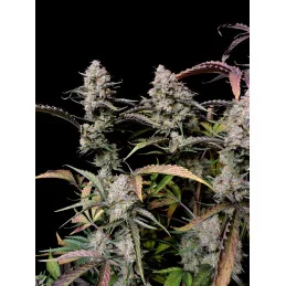 Gorilla Zkittlez Auto