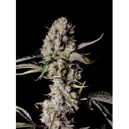 Gorilla Zkittlez Auto