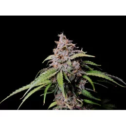 Amnesia Zkittlez Auto