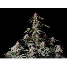 Amnesia Zkittlez Auto