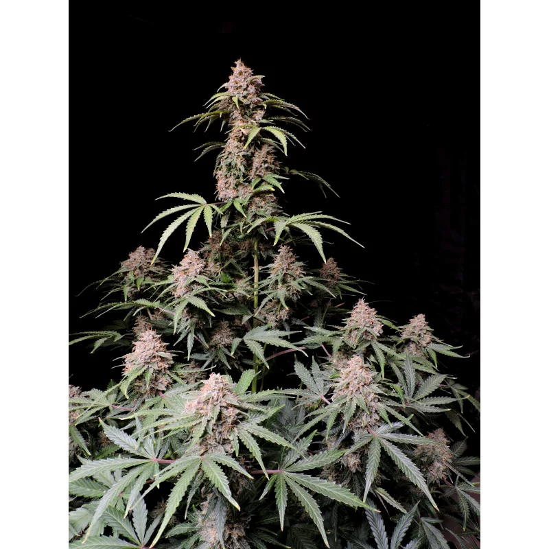 Amnesia Zkittlez Auto
