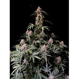 Amnesia Zkittlez Auto